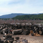 Pine tar raw material resinous stumps and roots with Denizli mountains in the background
